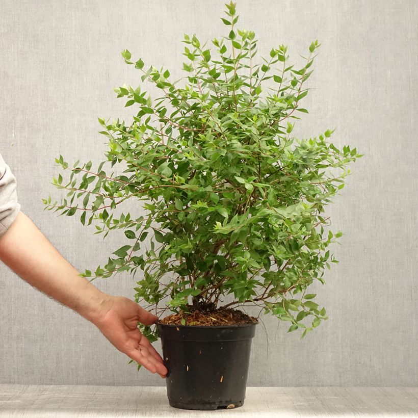 Abelia mosanensis Monia 3L/4L pot sample as delivered in summer