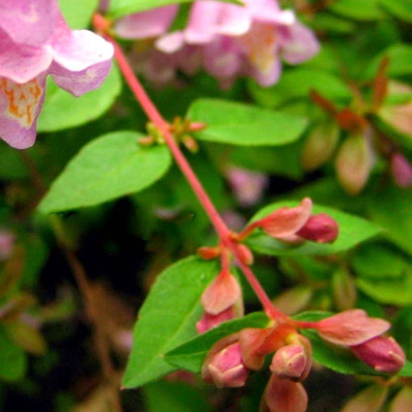 Abelia parviflora Bumblebee (Foliage)