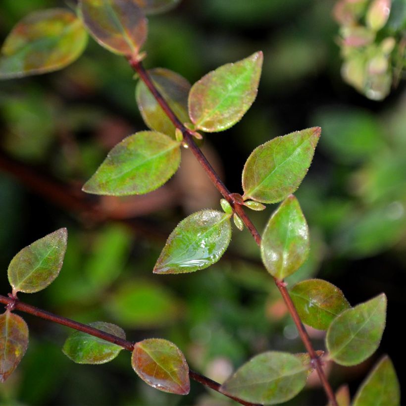 Abelia grandiflora Petite Garden (Foliage)