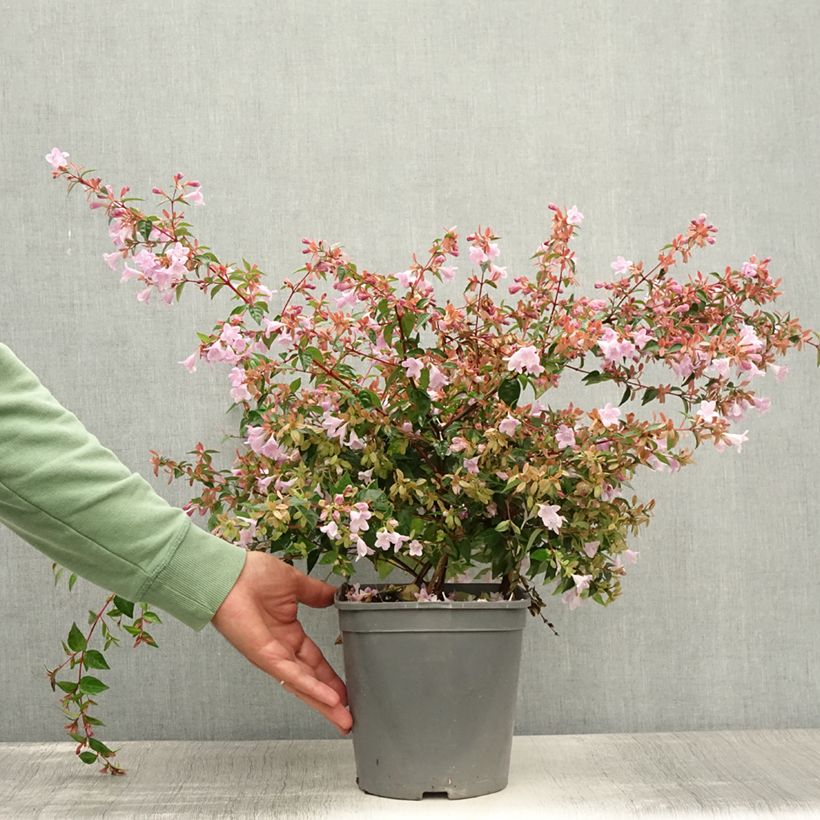 Abelia grandiflora Pink Pong 3L/4L pot sample as delivered in summer