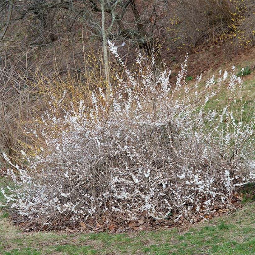 Abeliophyllum distichum (Plant habit)