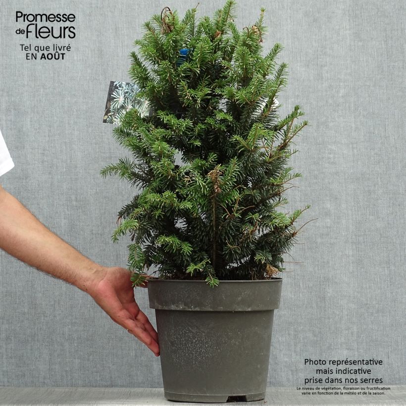 Abies alba Pyramidalis - Dwarf White Fir 3L/4L pot sample as delivered in summer