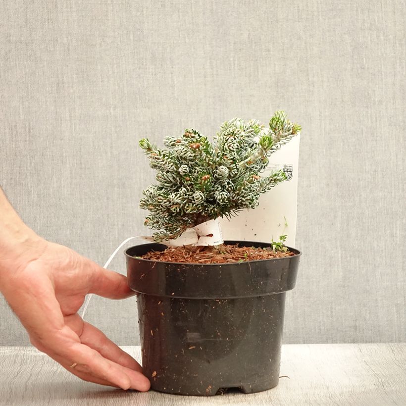 Abies koreana Kohouts Icebreaker - Korean Fir 2L/3L pot sample as delivered in summer
