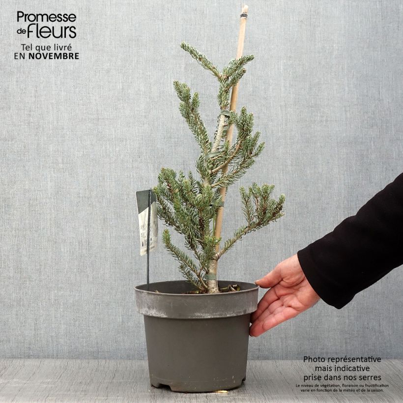 Abies koreana Silberlocke - Korean Fir 4L/5L pot sample as delivered in autumn