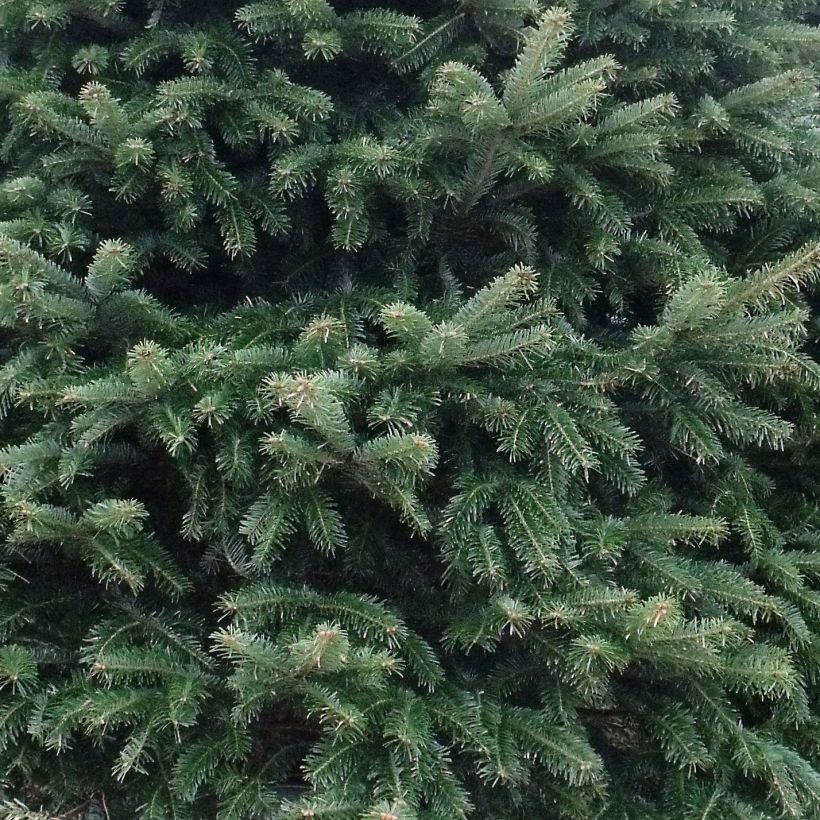 Christmas tree Nordmann Fir - Abies nordmanniana (Foliage)