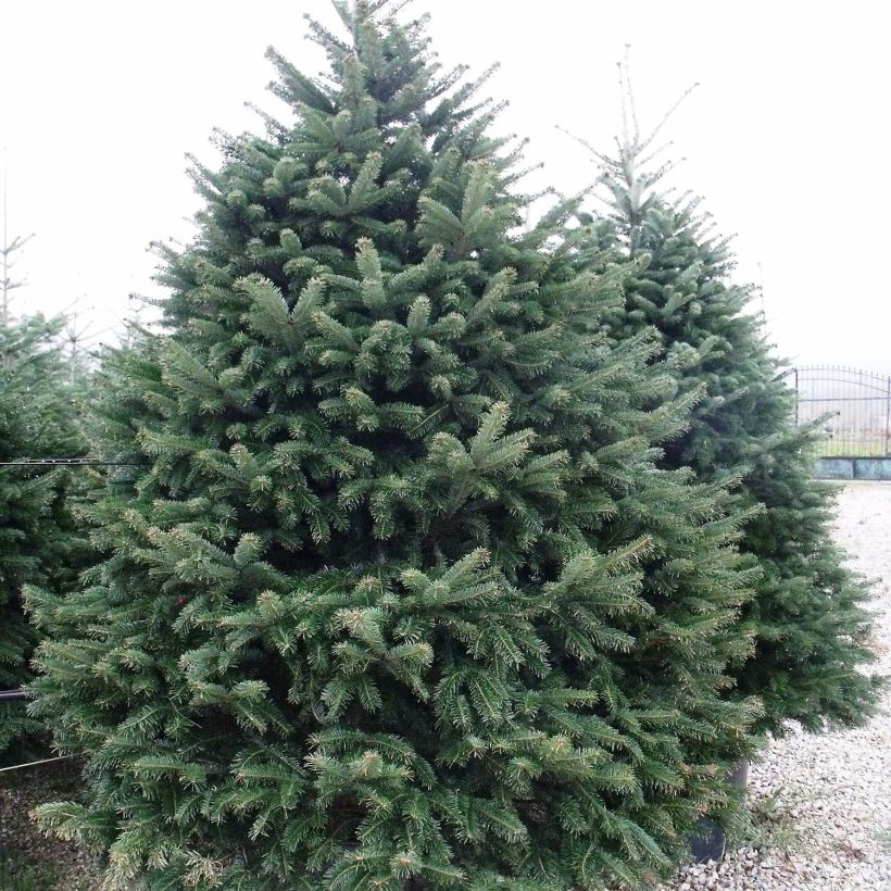 Christmas tree Nordmann Fir - Abies nordmanniana (Plant habit)