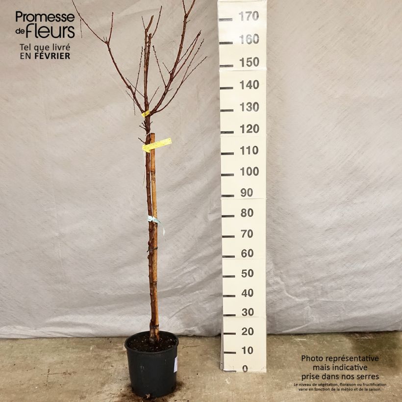 Prunus armeniaca Bergeron Apricot Tree - Prunus armeniaca sample as delivered in winter