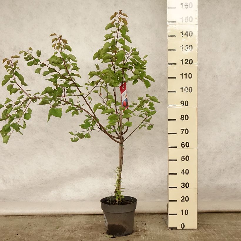 Prunus armeniaca Bergeron Apricot Tree - Prunus armeniaca 7.5L/10L pot, Goblet sample as delivered in summer