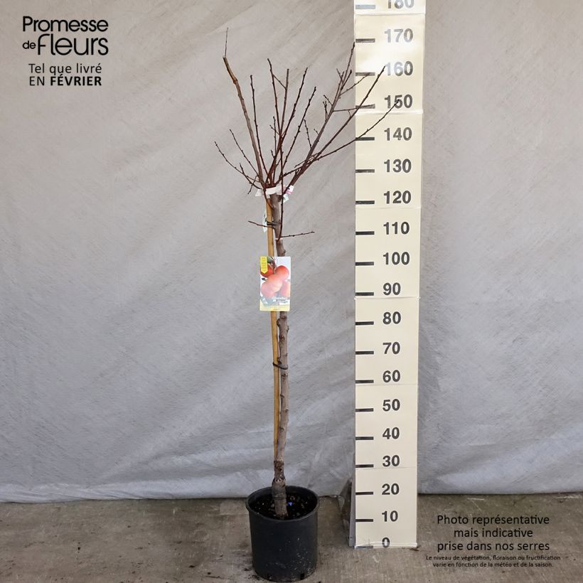 Prunus armeniaca Bergeron Apricot Tree - Prunus armeniaca sample as delivered in winter