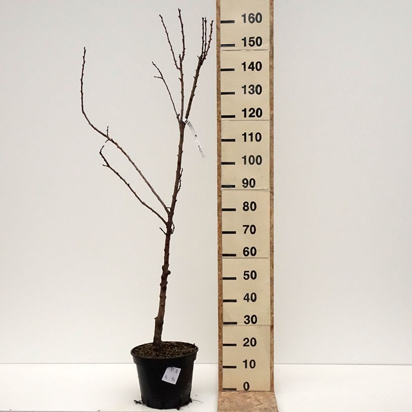 Prunus armeniaca Bergeval - Bergeval Apricot Tree 7.5L/10L pot, Goblet sample as delivered in winter