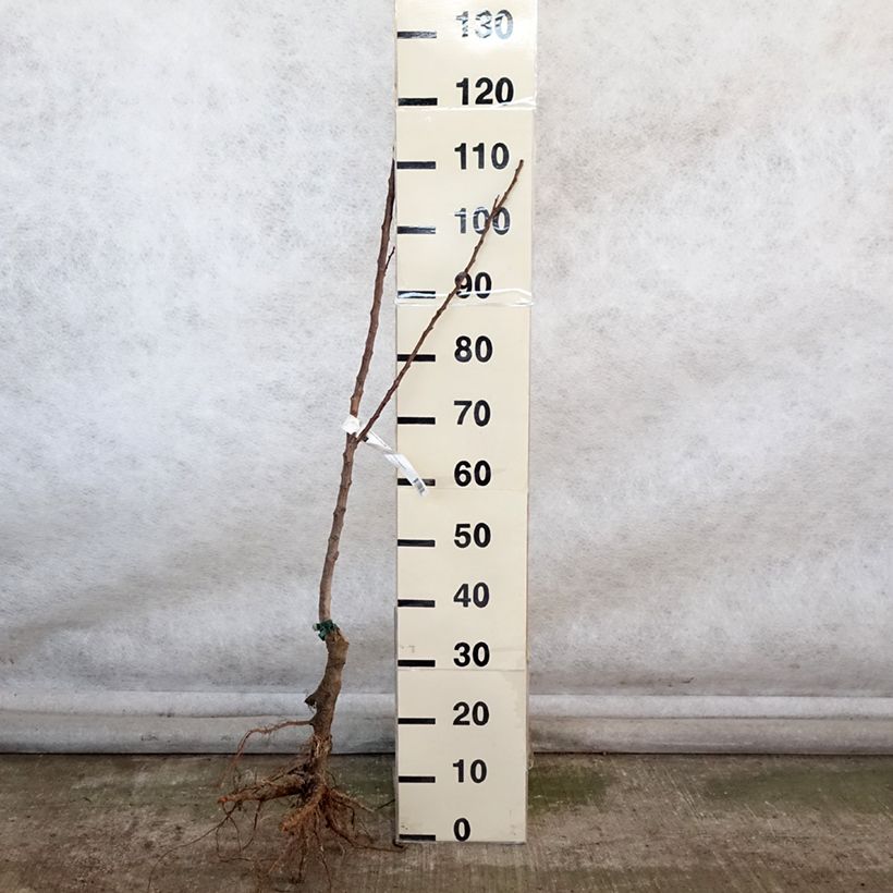 Prunus armeniaca Canino - Organic Apricot Tree Bare root, Scion sample as delivered in winter