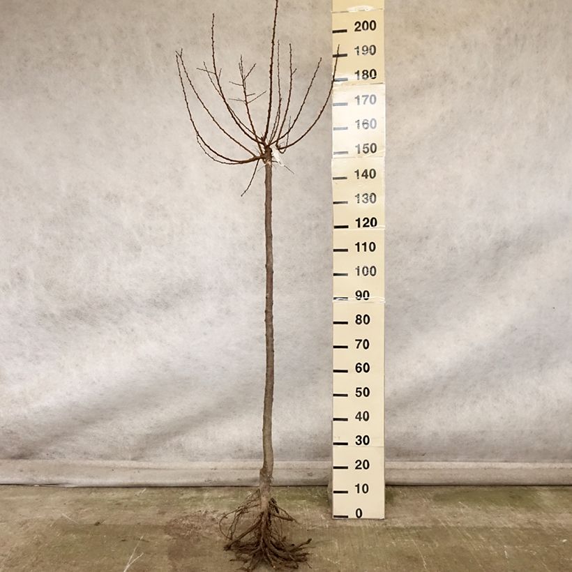 Prunus armeniaca Doucoeur - Apricot Tree Bare root, Half standard sample as delivered in autumn