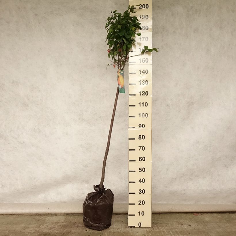 Prunus armeniaca Doucoeur - Apricot Tree Ready-to-plant root ball, Half standard sample as delivered in summer