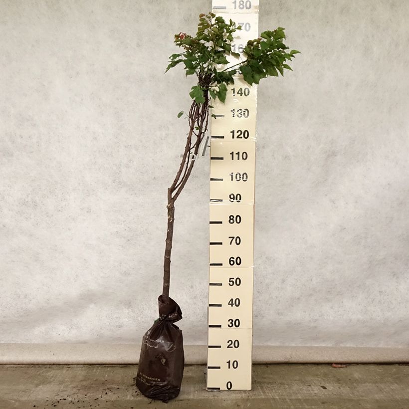 Prunus armeniaca Doucoeur - Apricot Tree Ready-to-plant root ball, Goblet sample as delivered in summer