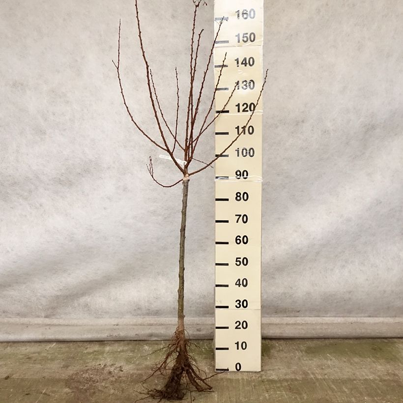 Prunus armeniaca Doucoeur - Apricot Tree Bare root, Goblet sample as delivered in autumn