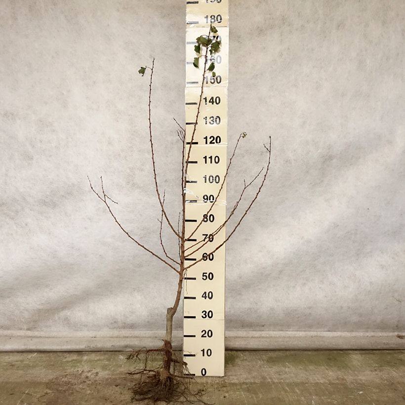 Prunus armeniaca Doucoeur - Apricot Tree Bare root, Scion sample as delivered in autumn