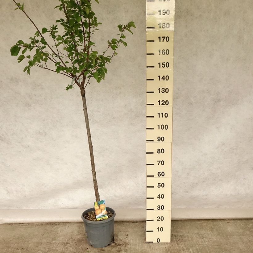 Prunus armeniaca Hargrand - Apricot Tree 7.5L/10L pot, Half standard sample as delivered in summer