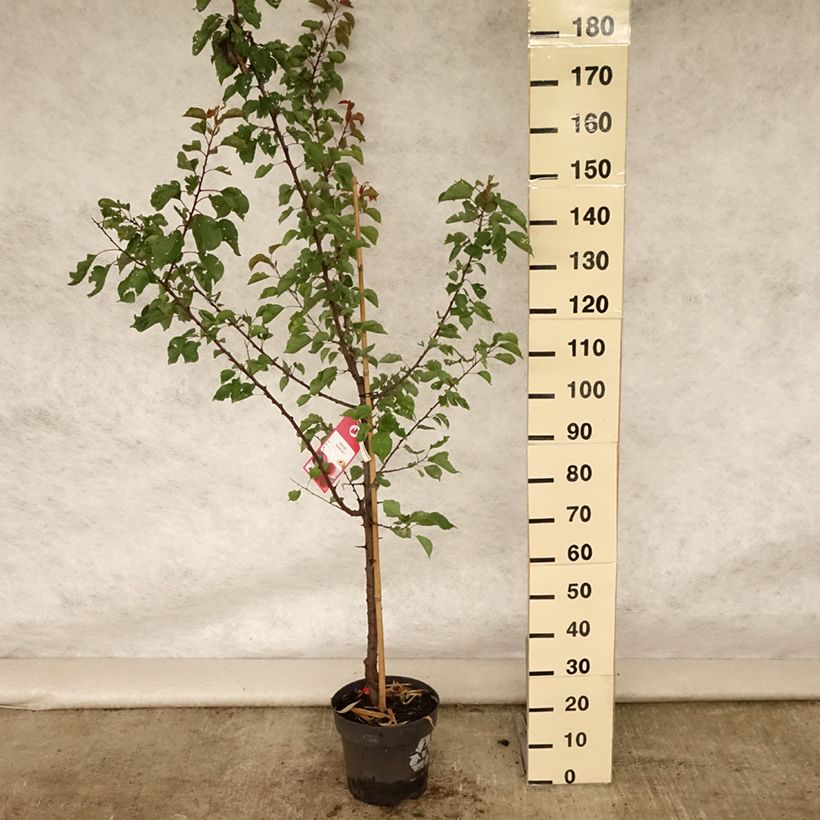 Prunus armeniaca Hargrand - Apricot Tree 7.5L/10L pot, Goblet sample as delivered in summer