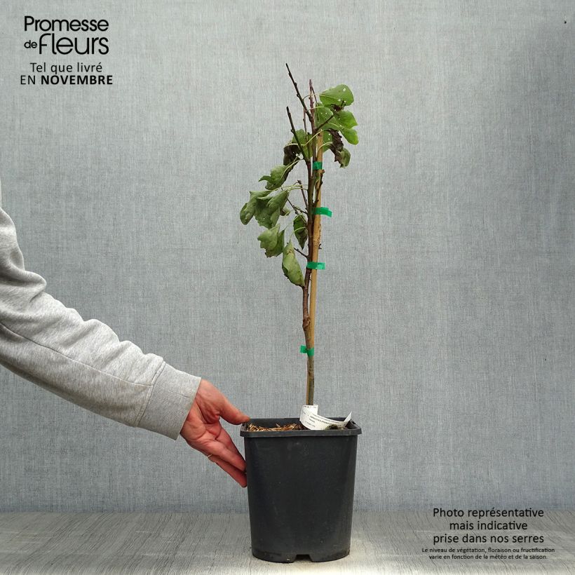 Prunus armeniaca Fruit Me Apricot Me Pending - Apricot Tree 4L/5L pot, Dwarf sample as delivered in autumn