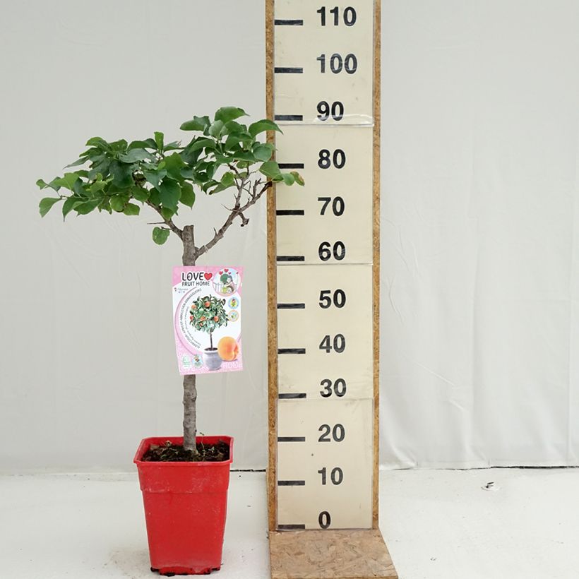 Prunus armeniaca Garden Aprigold - Apricot Tree 6L/7L pot, Dwarf sample as delivered in summer