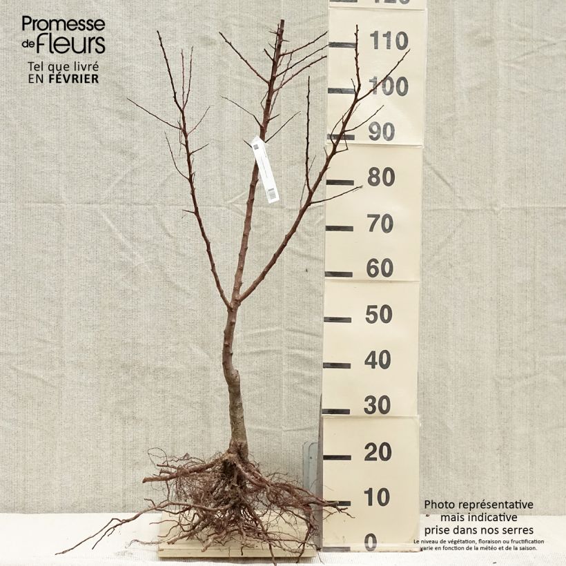 Prunus armeniaca Polonais - Organic Apricot Tree Bare root, Scion sample as delivered in winter