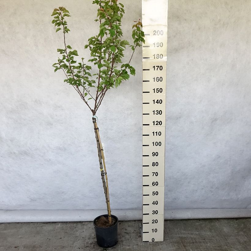 Prunus armeniaca Polonais - Apricot Tree 7.5L/10L pot, Half standard sample as delivered in summer
