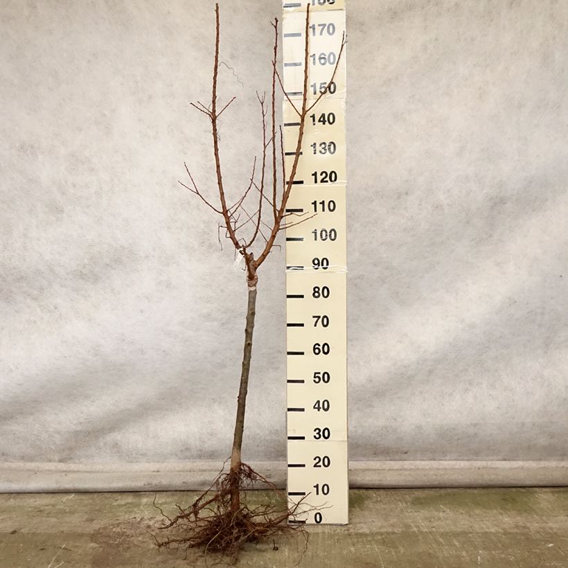 Prunus armeniaca Polonais - Apricot Tree Bare root, Spindle sample as delivered in autumn