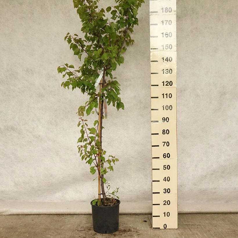 Prunus armeniaca Polonais - Apricot Tree 7.5L/10L pot, Goblet sample as delivered in summer