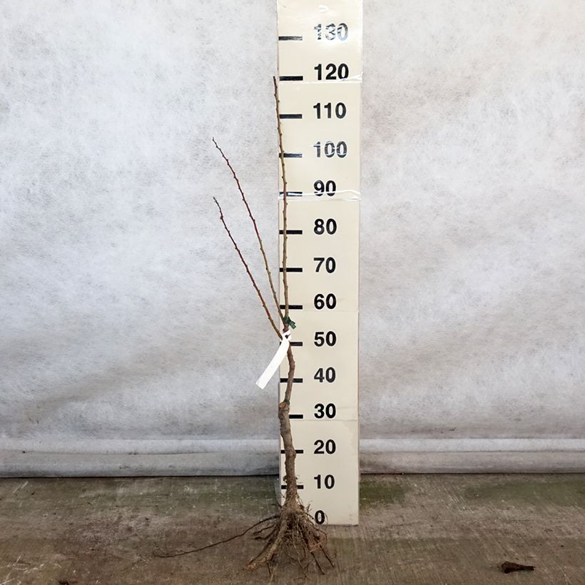 Prunus armeniaca Early Saumur Organic - Apricot Tree Bare root, Scion sample as delivered in winter