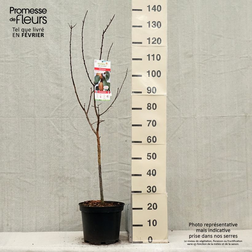 Prunus armeniaca Early Saumur - Apricot Tree 7.5L/10L pot, Goblet sample as delivered in winter