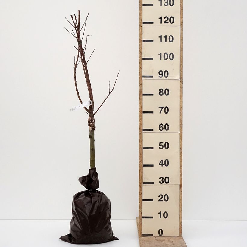 Prunus armeniaca Compacta - Apricot Tree Ready-to-plant root ball, Quarter standard sample as delivered in winter