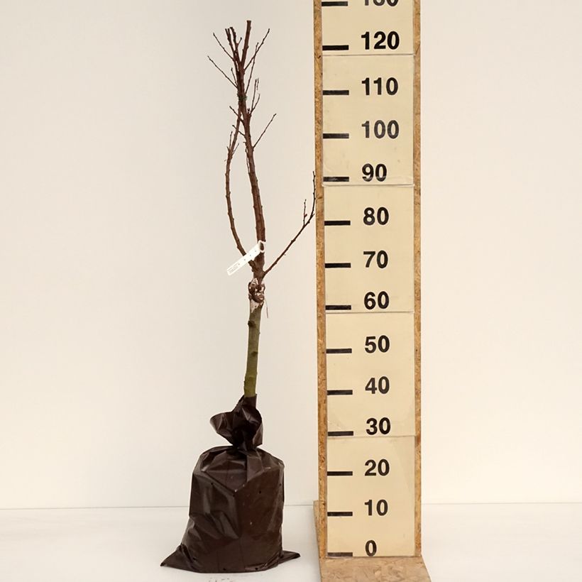 Prunus armeniaca Compacta - Apricot Tree Ready-to-plant root ball, Quarter standardShipped height around 100/+cm sample as delivered in spring