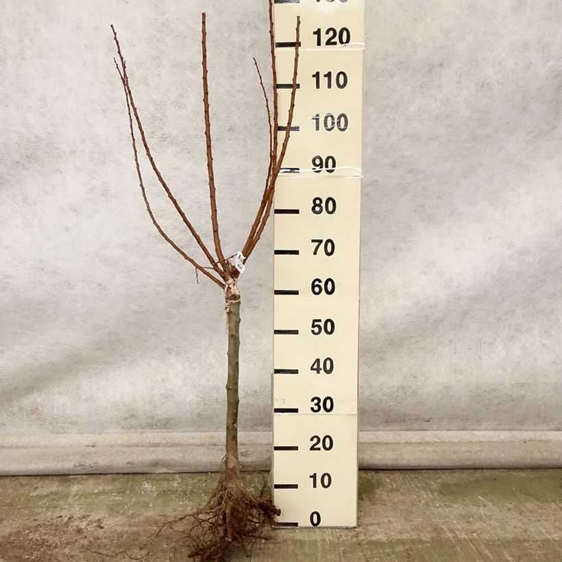 Prunus armeniaca Compacta - Apricot Tree Bare root, Quarter standard sample as delivered in autumn