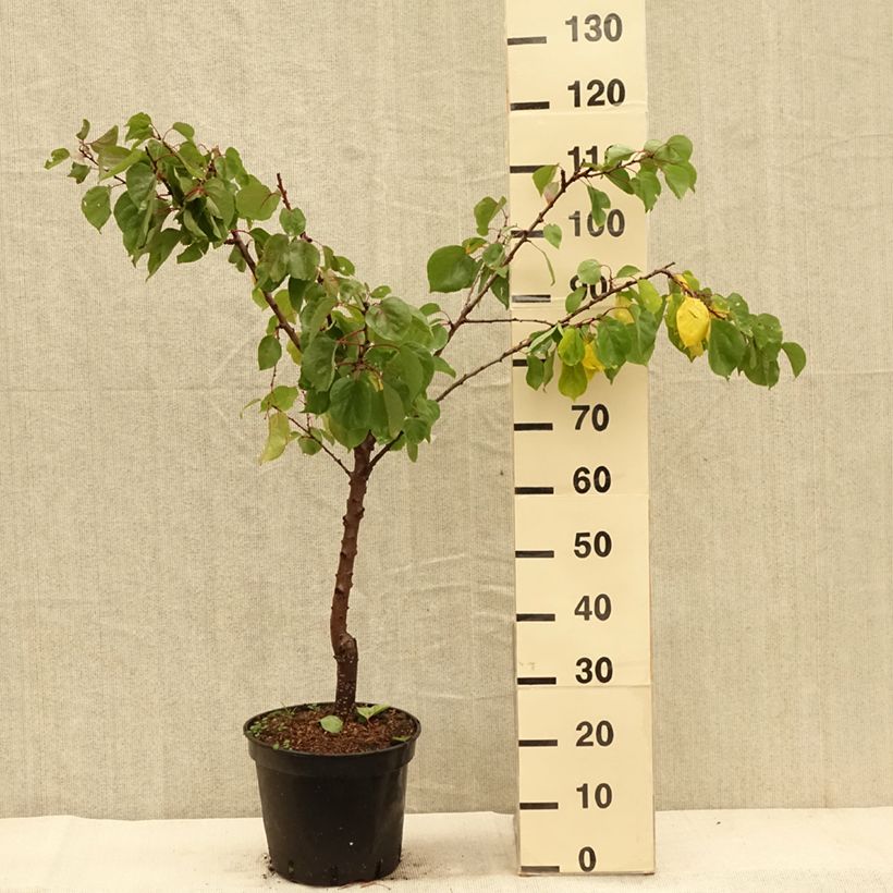 Prunus armeniaca Hungarian Best  - Apricot Tree 7.5L/10L pot, Goblet sample as delivered in autumn