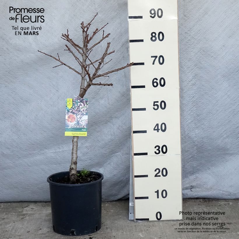 Prunus armeniaca Nanum - Apricot Tree sample as delivered in spring
