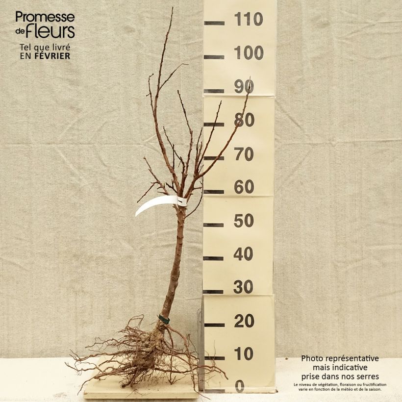 Prunus armeniaca Organic Rouge du Roussillon - Apricot Tree Bare root, Scion sample as delivered in winter