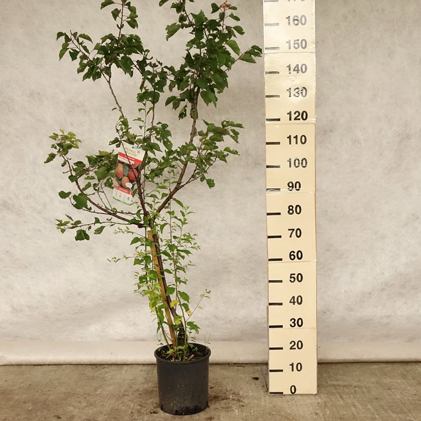Prunus armeniaca Rouge du Roussillon - Apricot Tree 7.5L/10L pot, Goblet sample as delivered in summer