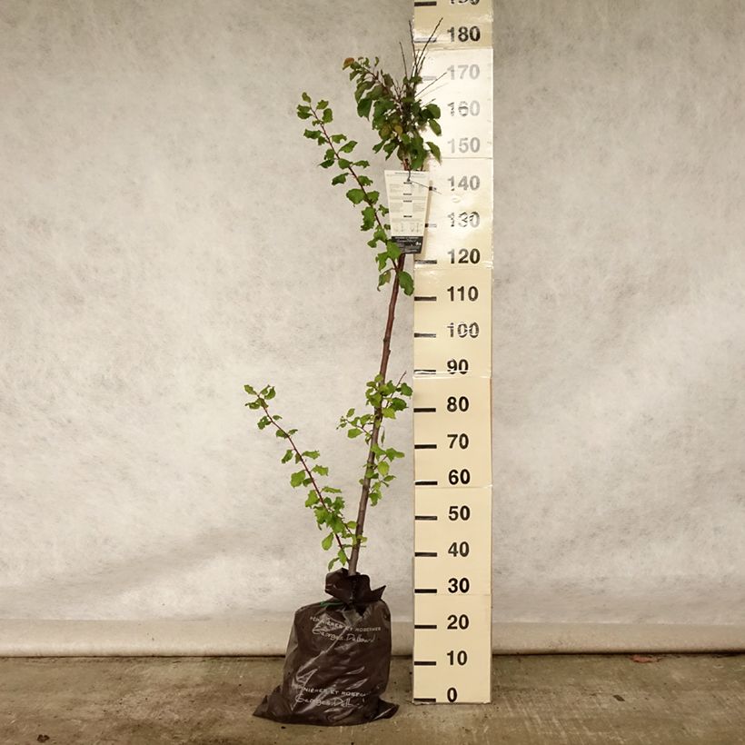 Prunus armeniaca Rouge du Roussillon - Georges Delbard Ready-to-plant root ball, Half standard sample as delivered in summer
