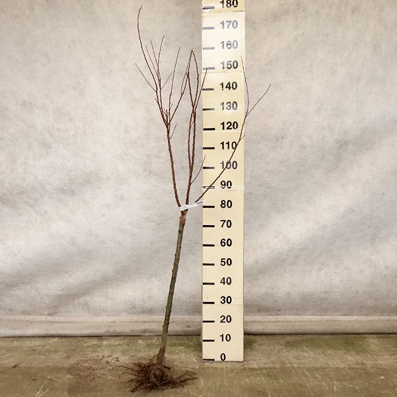 Prunus armeniaca Rouge du Roussillon - Georges Delbard Bare root, Goblet sample as delivered in autumn