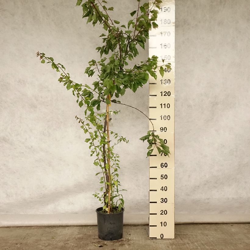 Prunus armeniaca Royal - Apricot Tree 7.5L/10L pot, Half standard sample as delivered in summer