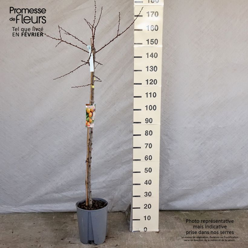 Prunus armeniaca Royal - Apricot Tree sample as delivered in winter