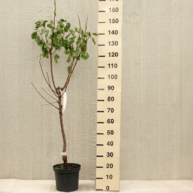 Prunus armeniaca Royal - Apricot Tree 7.5L/10L pot, Goblet sample as delivered in autumn