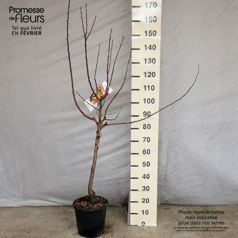 Prunus armeniaca Royal - Apricot Tree sample as delivered in winter