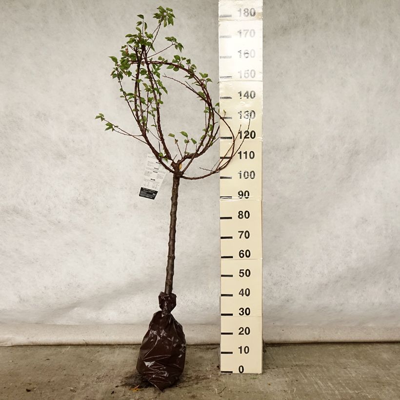 Prunus armeniaca Rustique Des Pyrénées - Apricot Tree Ready-to-plant root ball, Goblet sample as delivered in summer