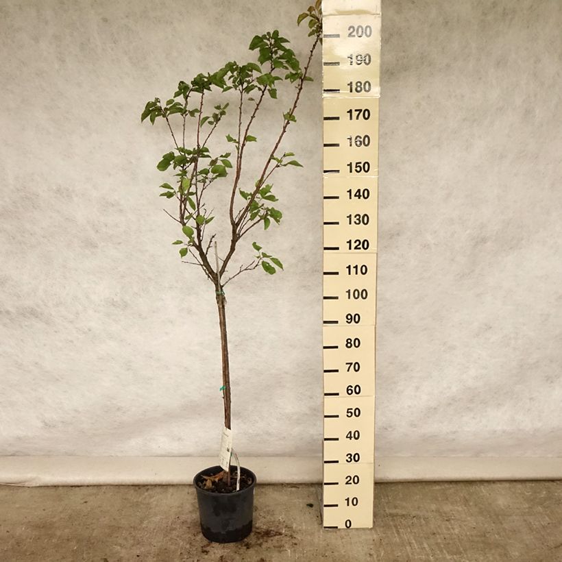 Prunus armeniaca Tardif de Tain Apricot Tree 7.5L/10L pot, Half standard sample as delivered in summer