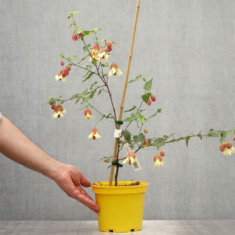 Abutilon  megapotamicum  3L/4L pot sample as delivered in summer