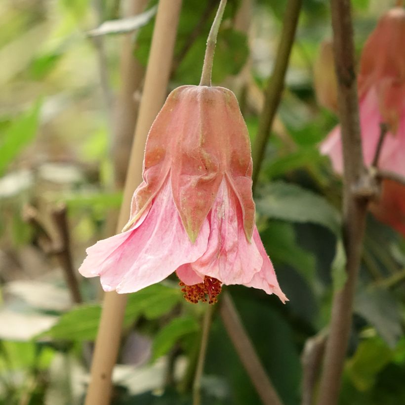 Abutilon x megapotamicum Pink Charm (Flowering)