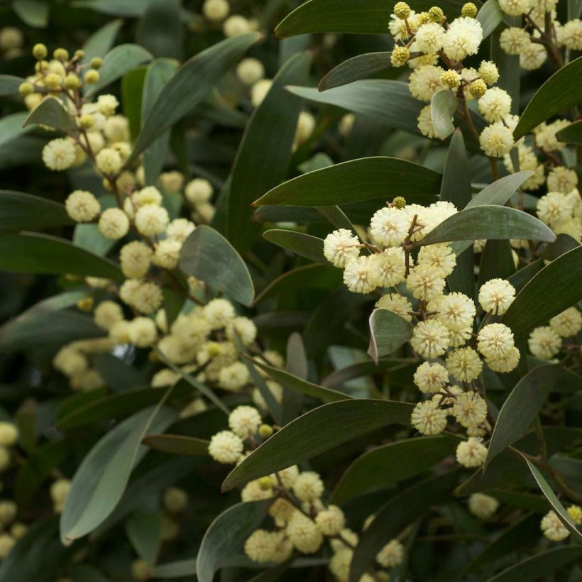 Acacia melanoxylon (Flowering)