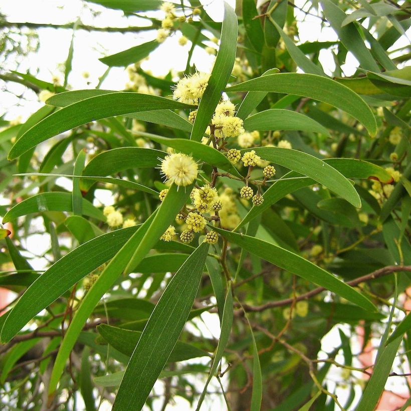 Acacia melanoxylon (Foliage)