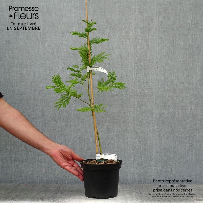 Acacia dealbata Gaulois Astier 2L/3L pot sample as delivered in autumn